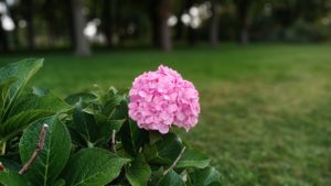 Ulefone T2 Bokeh 24